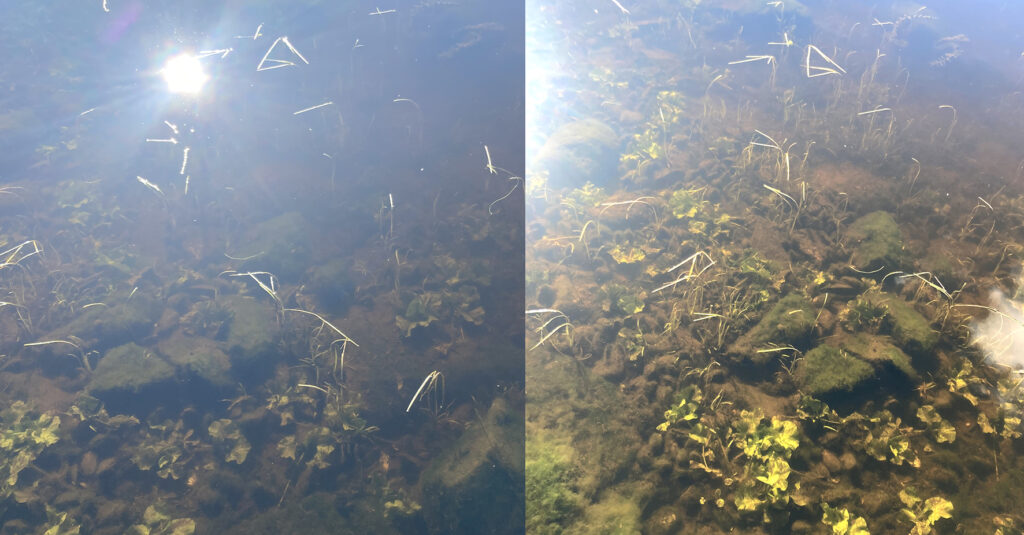Rening av sjöbotten med lerbollar från Carex.