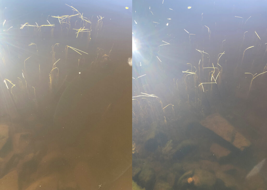 Rening av sjöbotten med lerbollar från Carex.